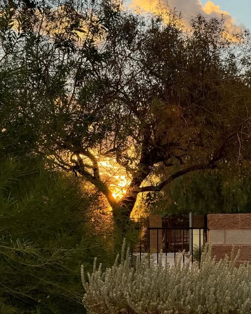 Golden sunlight shines through a tree and surrounding foliage.